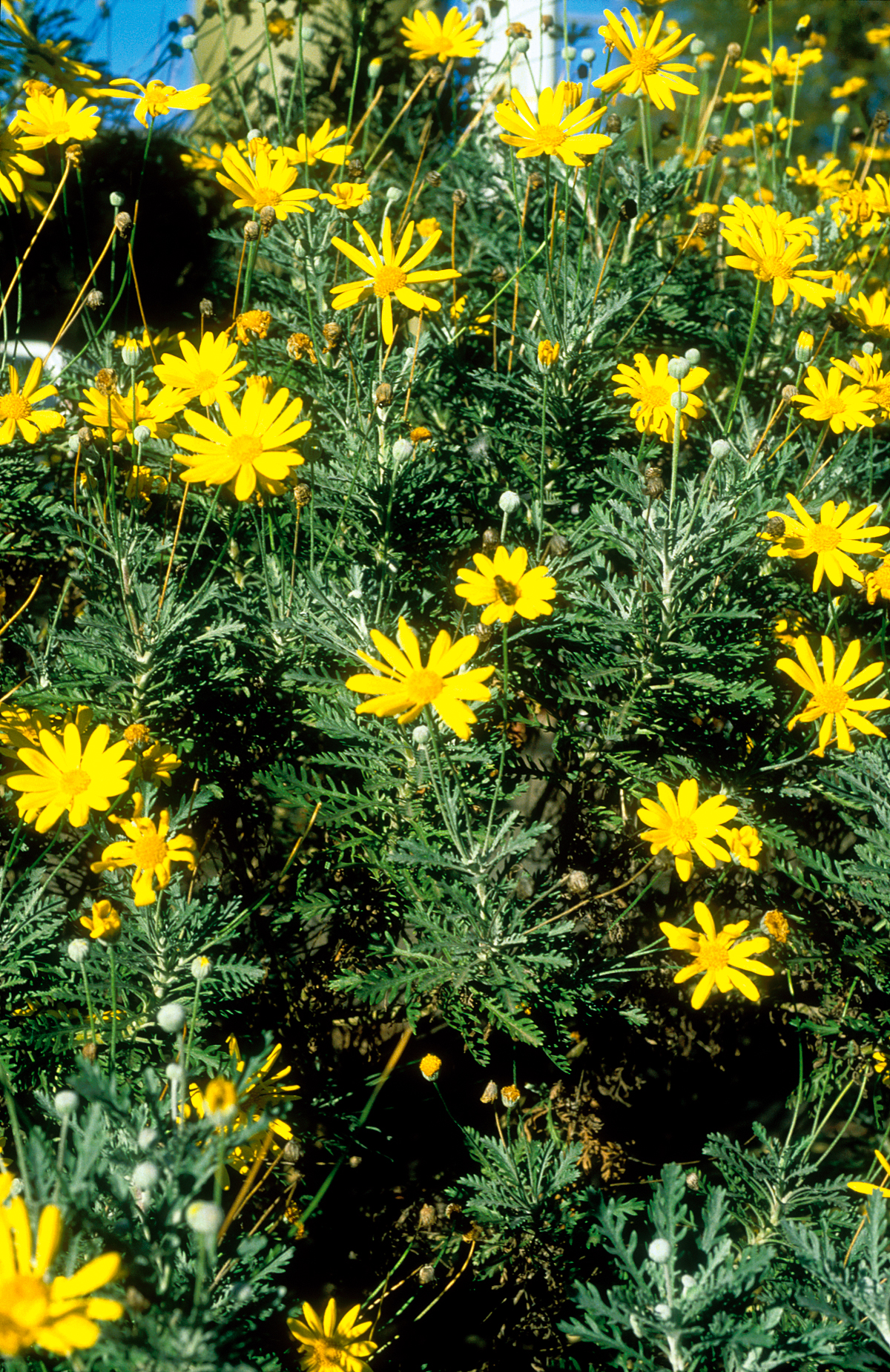 Euryops Daisy bush covered in yellow blooms